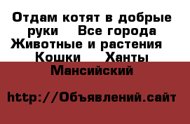 Отдам котят в добрые руки. - Все города Животные и растения » Кошки   . Ханты-Мансийский